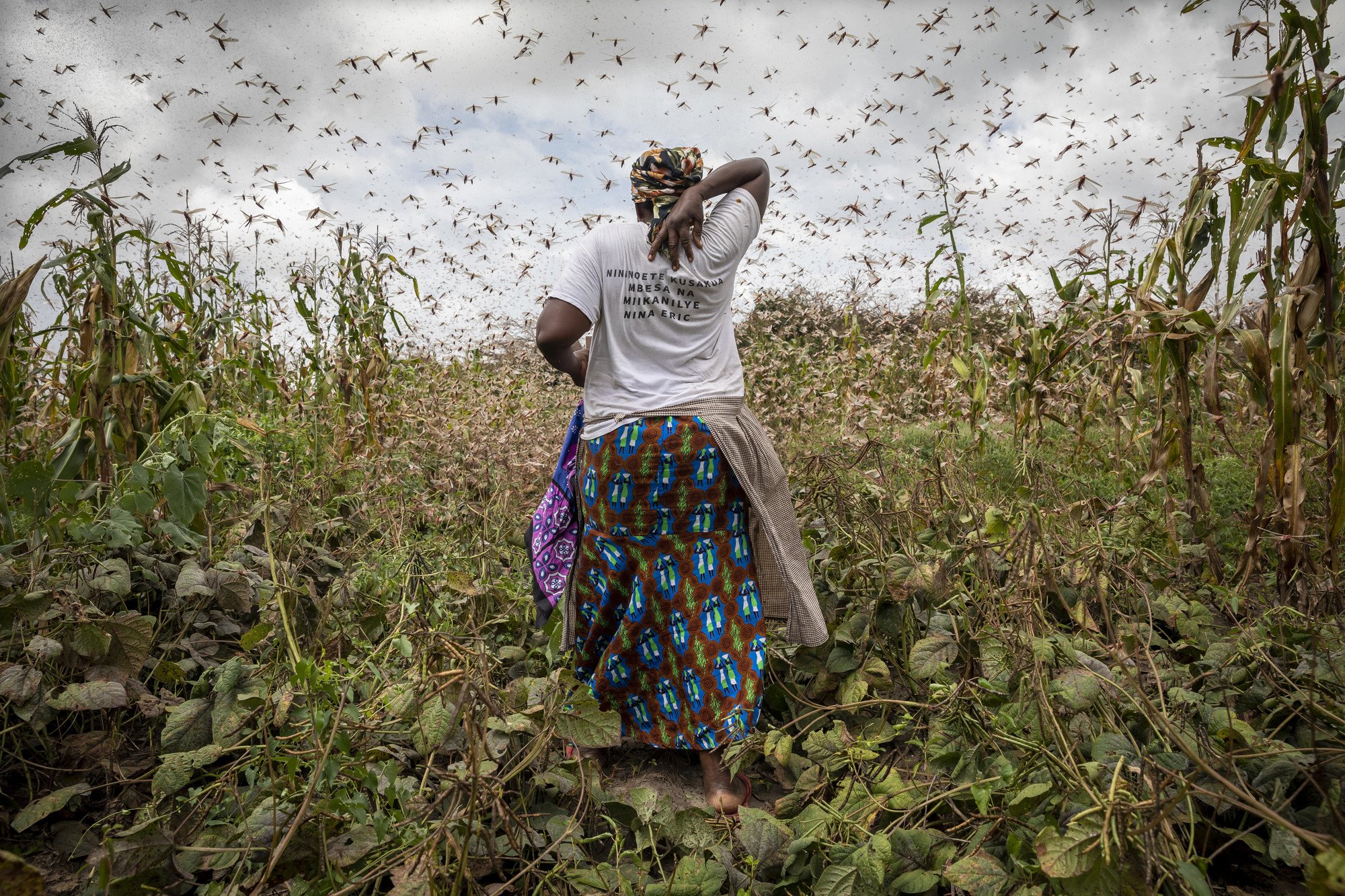 Many in Africa are experiencing a double whammy with both the locust infestation and outbreak of the coronavirus. Pesticide stock has also been dwindling as border closures have strangled supply and overnight curfews restrict the ability of pilots to spray insecticide in key breeding areas. According to the African Development Bank, African economies will likely go into recession in 2020 with an expected loss of at least USD$150 billion. (Photo: Petterik Wiggers / Oxfam)